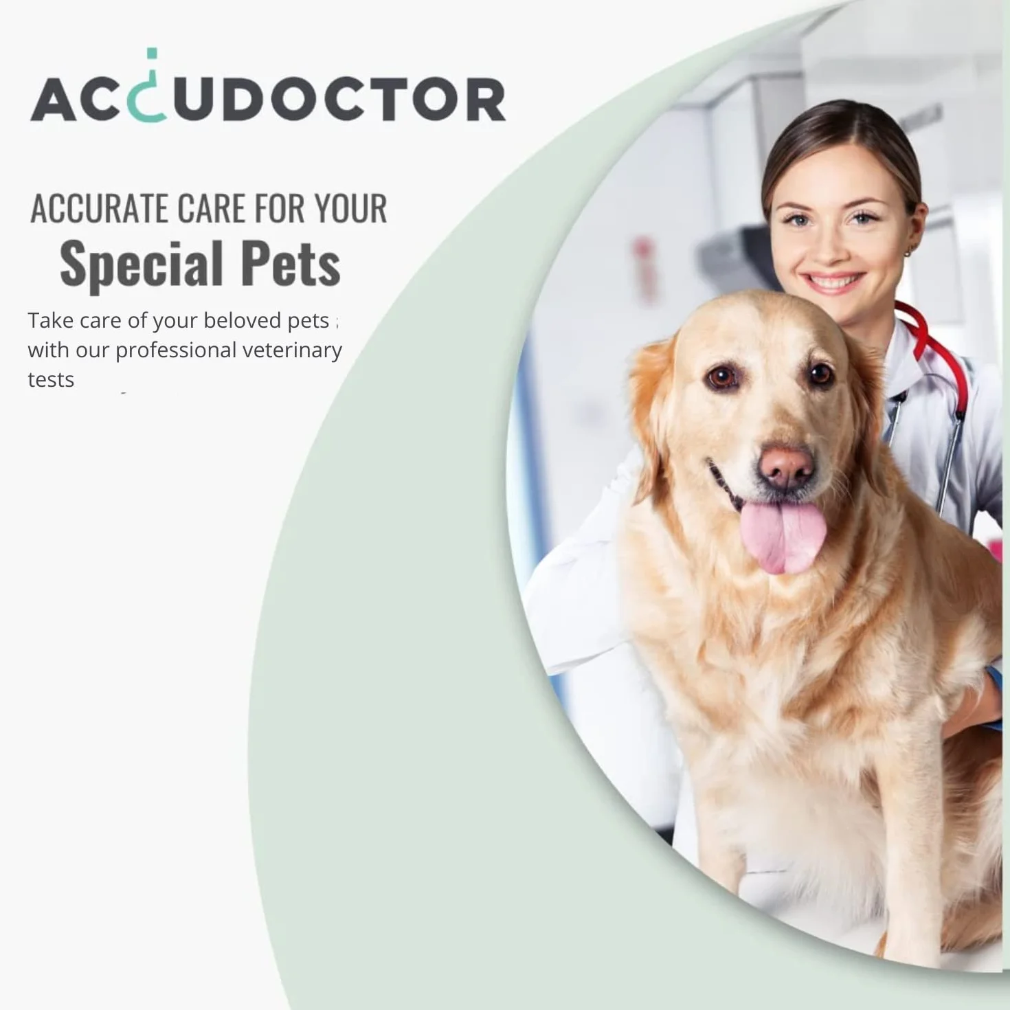 100 pasków | Accudoctor Badanie moczu Psy Koty 11 Parametry Ketony Białka Glukoza pH Paski moczu Koty Psy Badanie moczu Zdrowie Analizator zwierząt Analiza zdrowia Analiza moczu